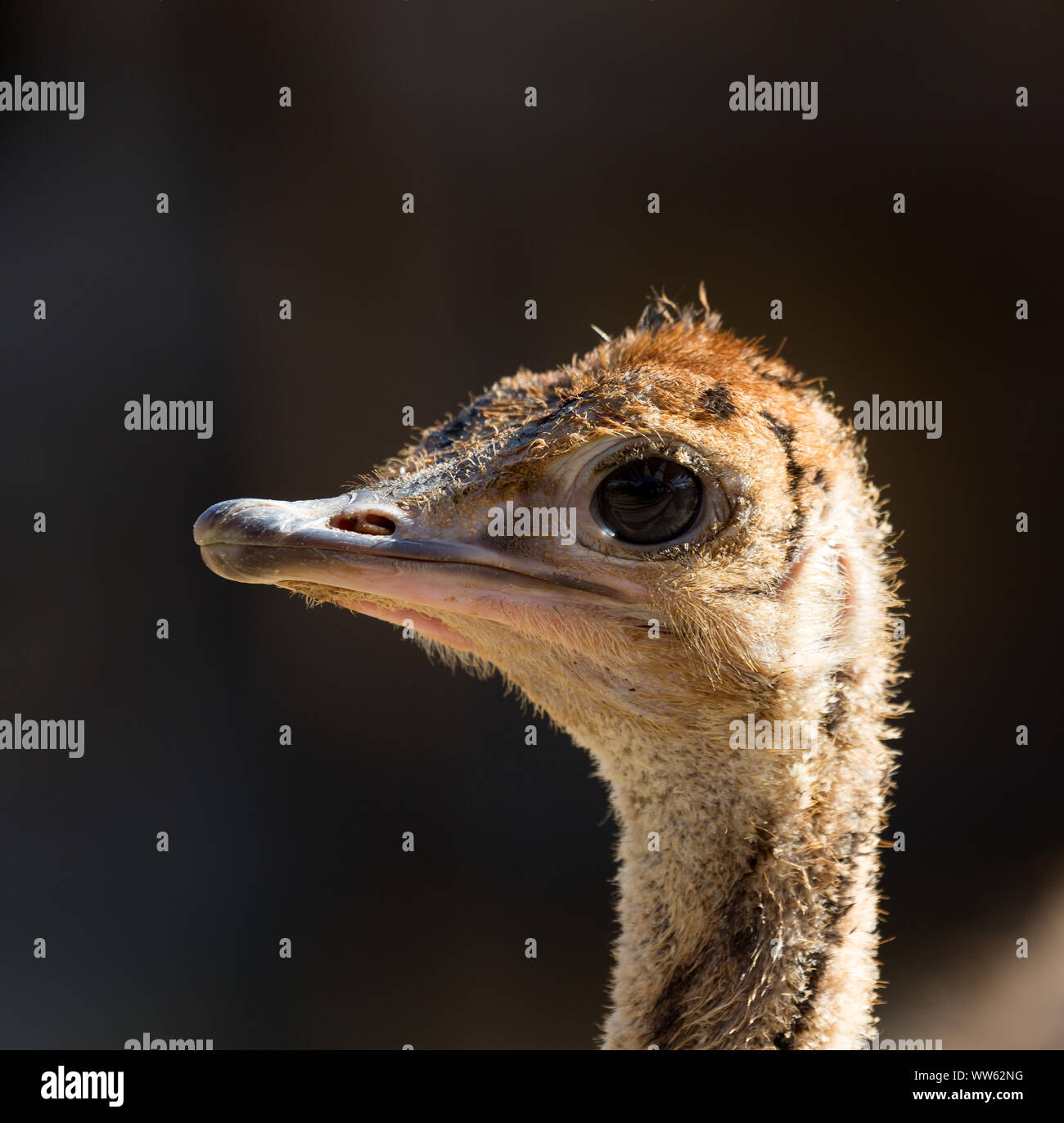 Testa sorridente di struzzo Foto Stock