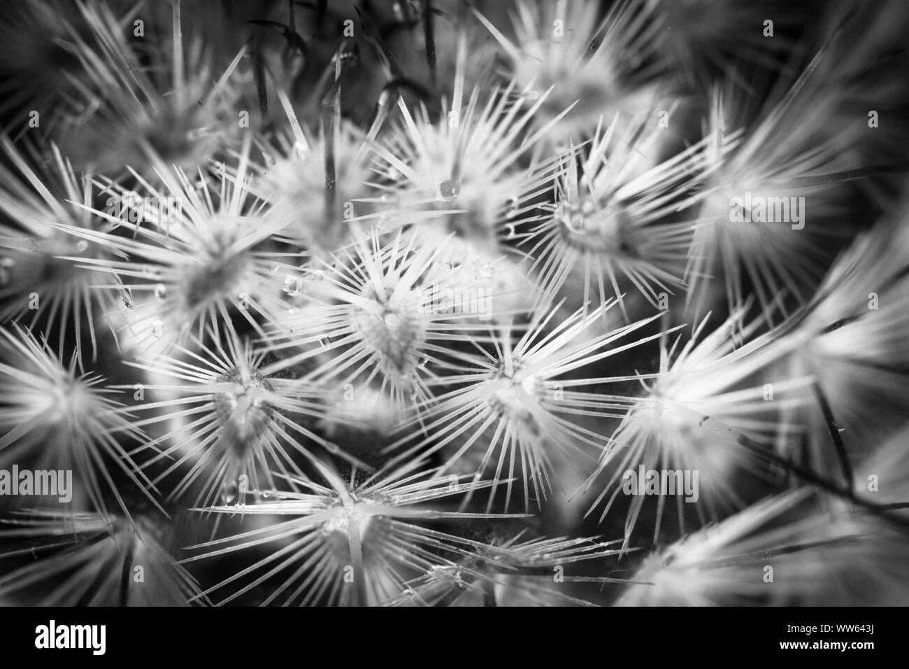 Le spine di un cactus, forte contrasto, close-up, Foto Stock
