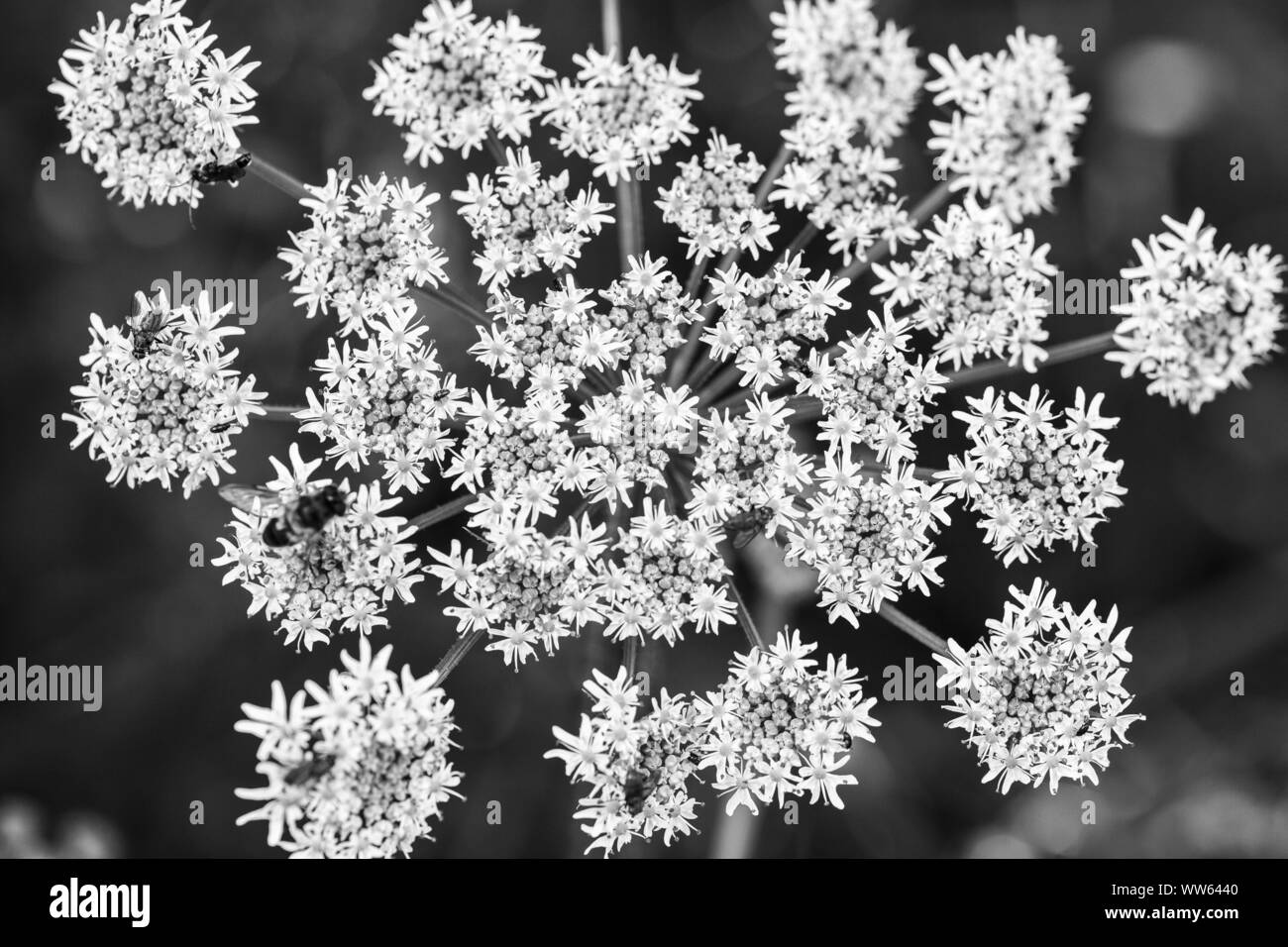 Infiorescenza di un hogweed, Heracleum sphondylium, Apiaceae, umbelliferae, Foto Stock