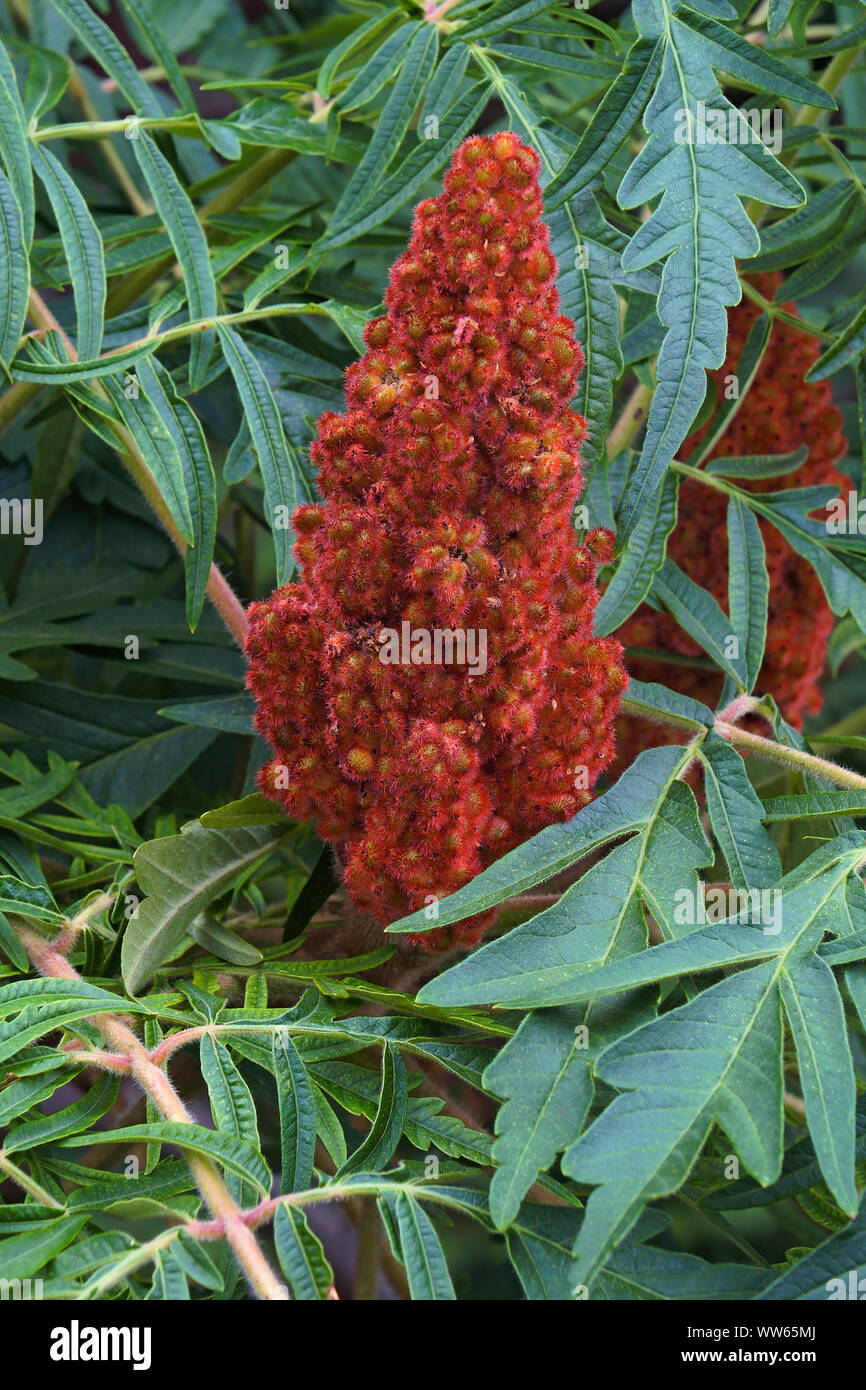 Sumach, cut-leaf staghorn sumac, Rhus typhina Dissecta, colorato di rosso di coltura di piante all'aperto. Foto Stock