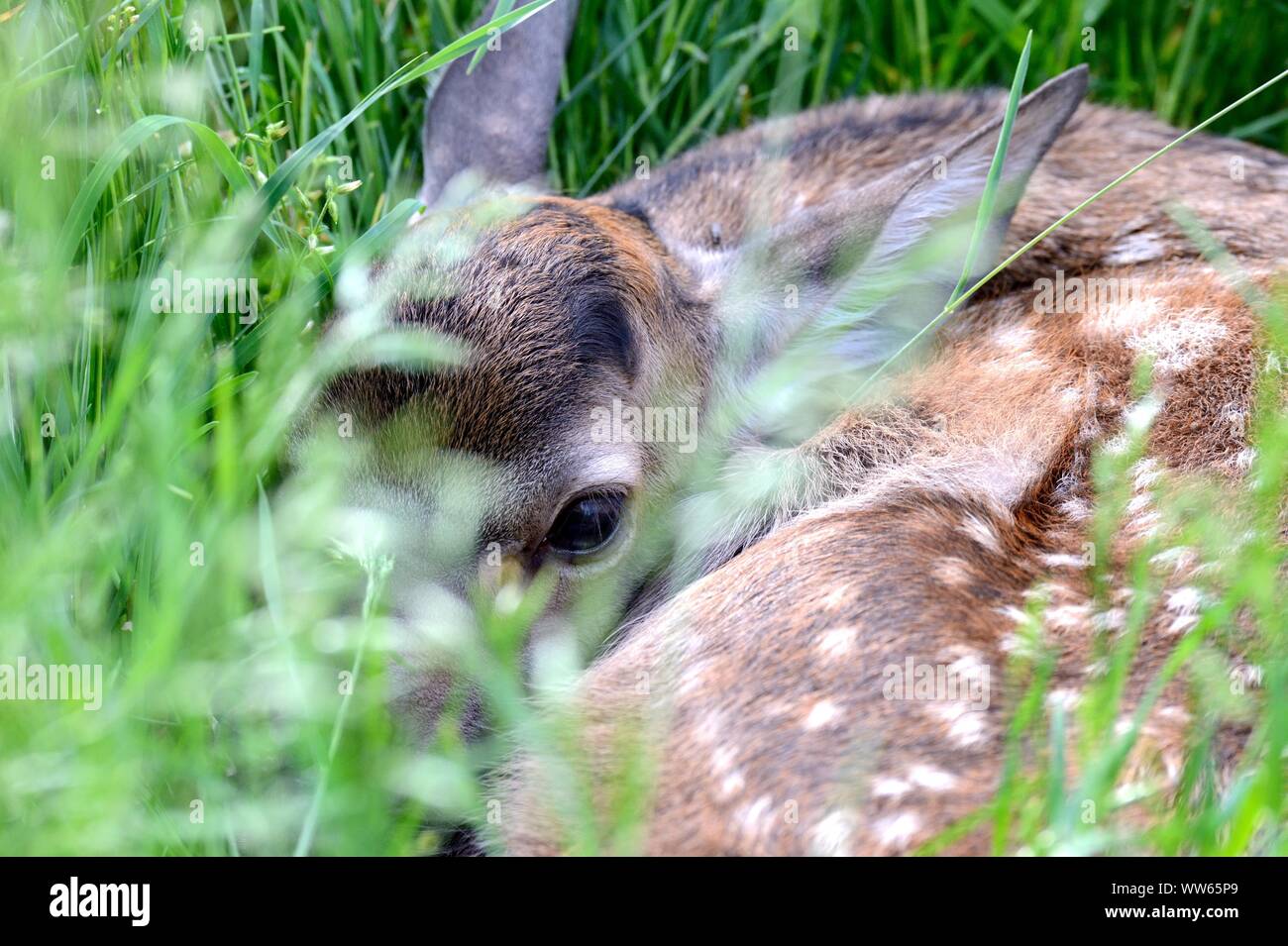 Giovani Red Deer Fawn, Cervus elaphus Foto Stock