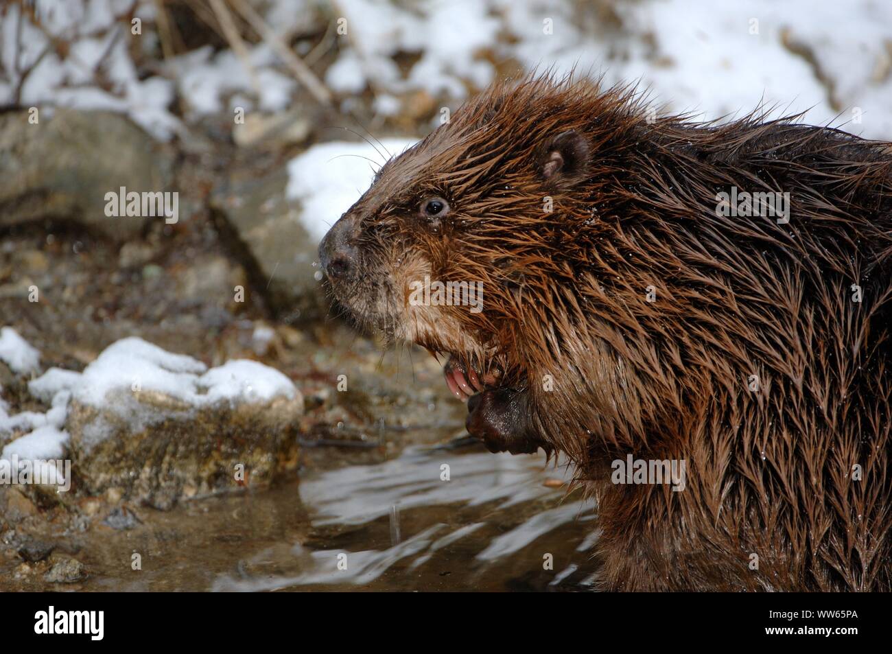 Canadian beaver nel ruscello in inverno, Castor canadensis Foto Stock