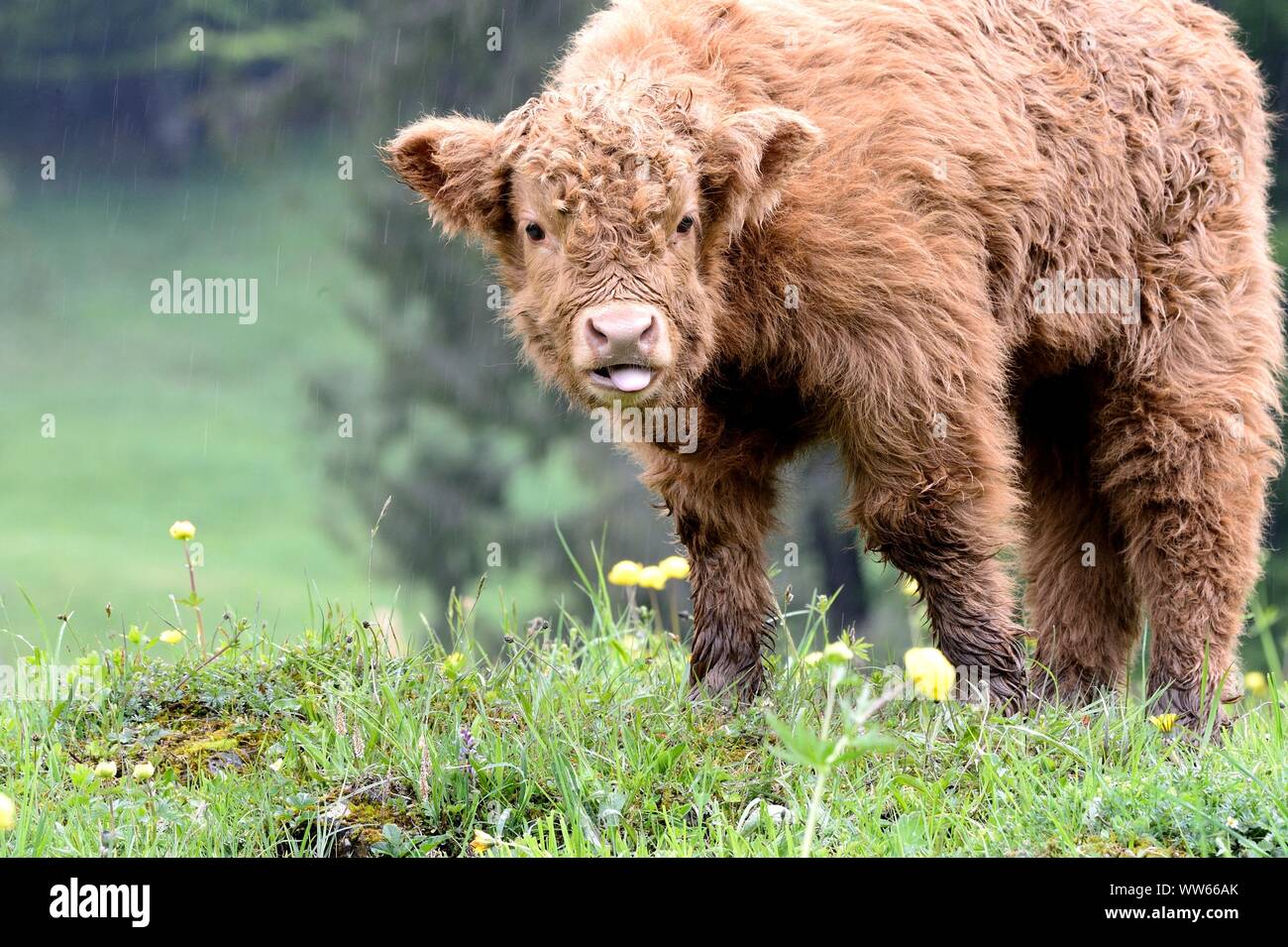 Highland scozzesi bestiame giovane animale, in Prato Foto Stock