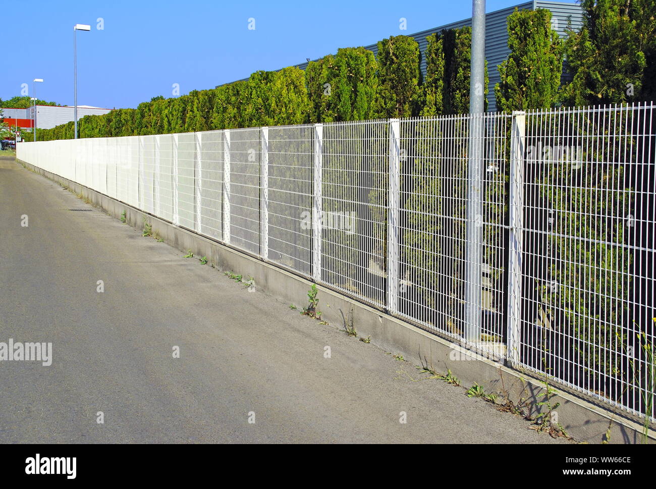 Recinzione metallica rivestita con una siepe di cedro. Foto Stock