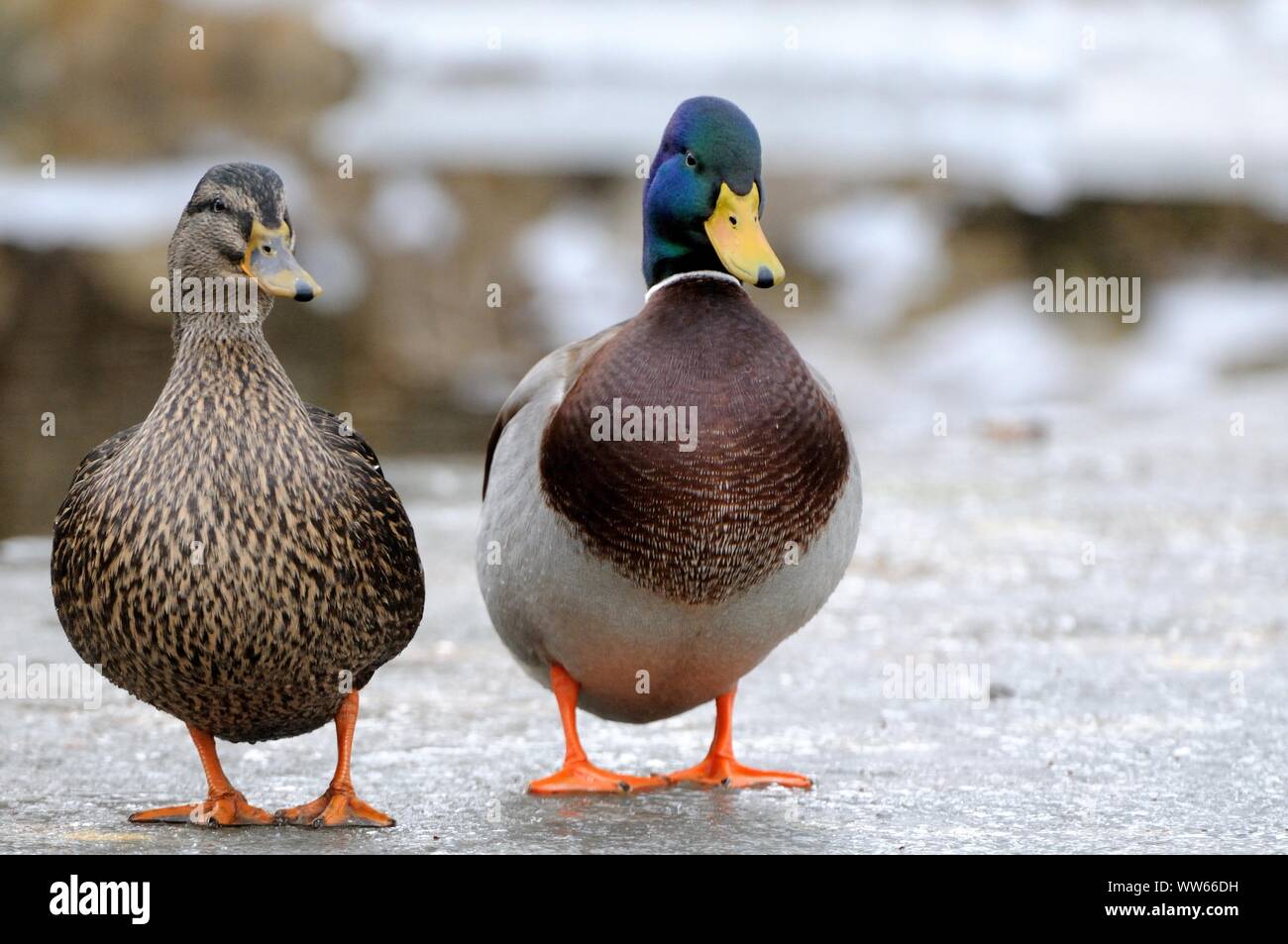 Il Germano Reale, giovane, Anas platyrhynchos Foto Stock