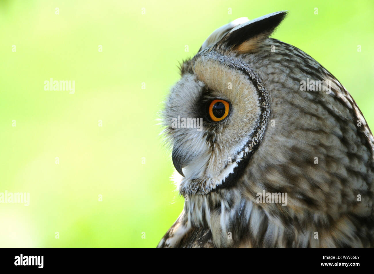 Gufo comune su albero, Asio otus, close-up Foto Stock