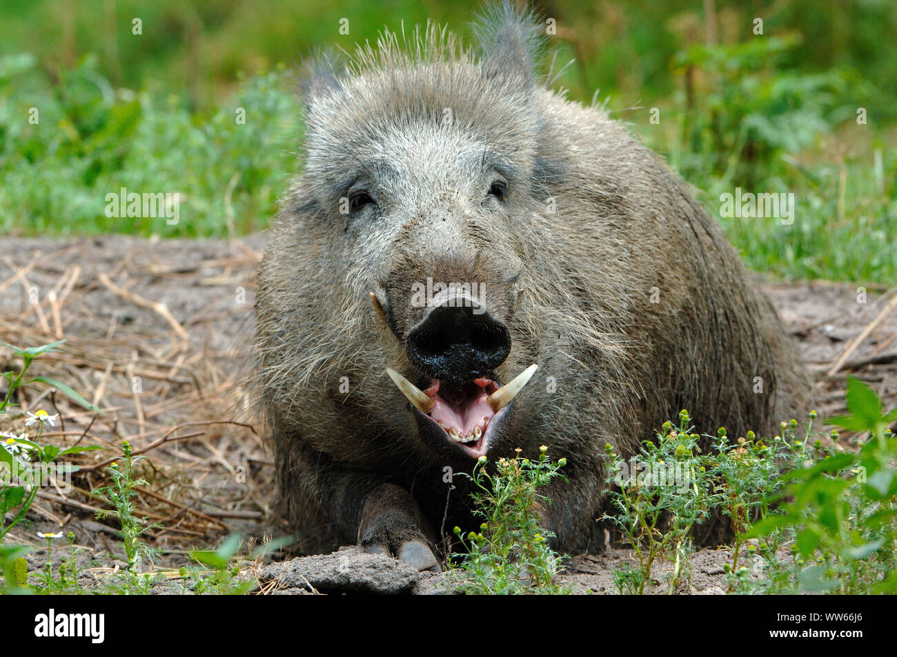 Il cinghiale Sus scrofa, ritratto Foto Stock