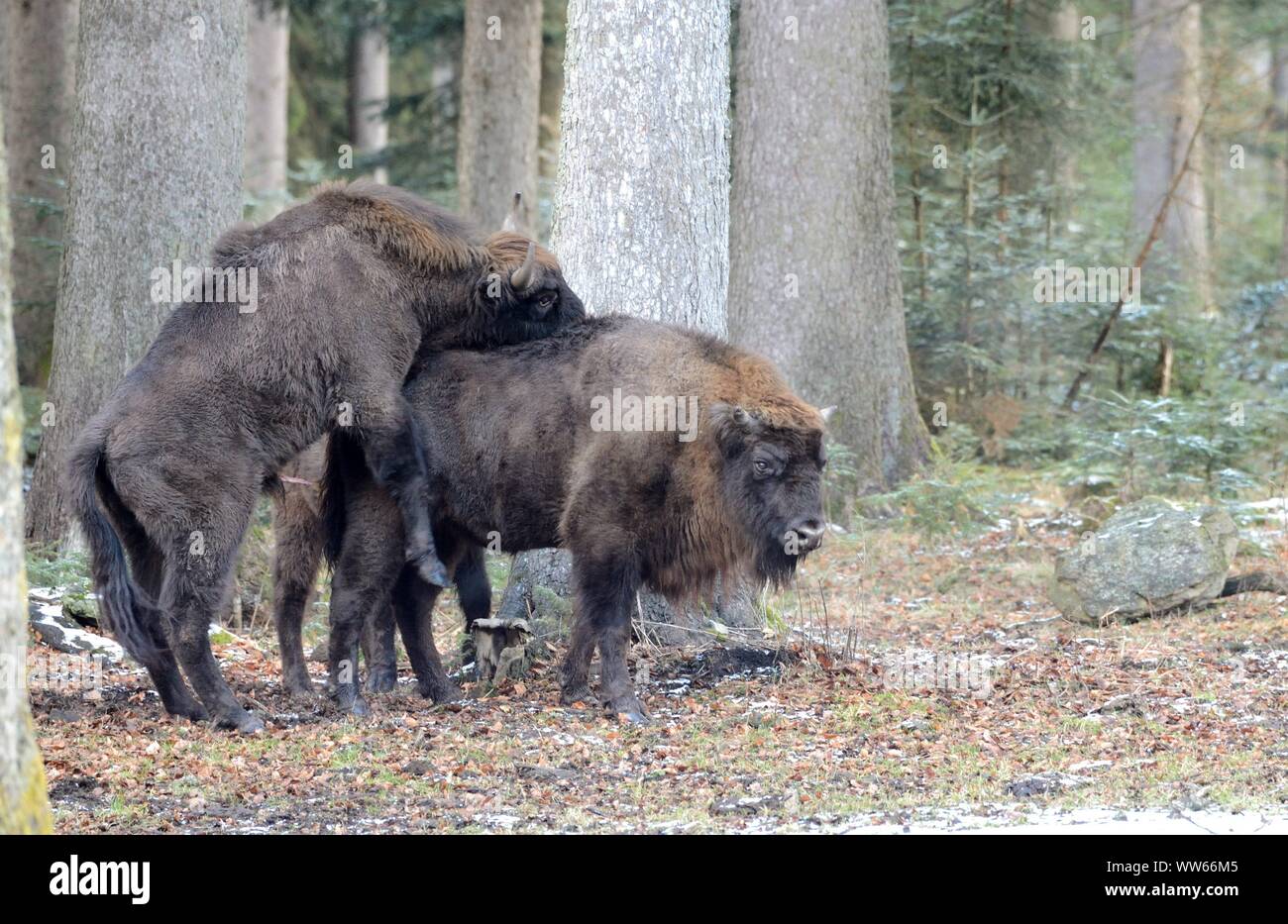 Wisent, bisonti europei coniugata, Bison bonasus Foto Stock