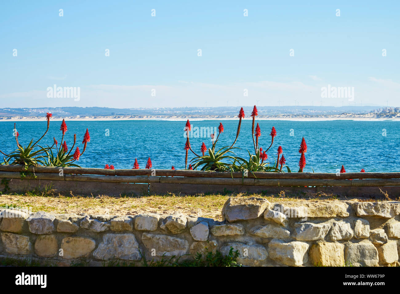 Red agave blossoms dietro un muro di pietra in riva al mare Foto Stock