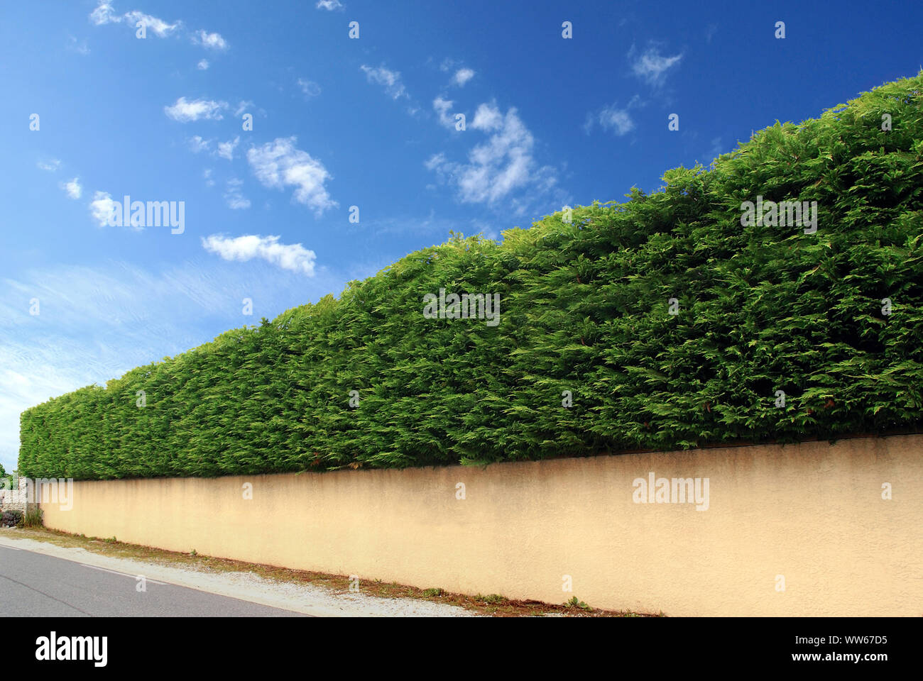 Il piacere di alberi e siepi di recinzione tagliare perfettamente. Foto Stock