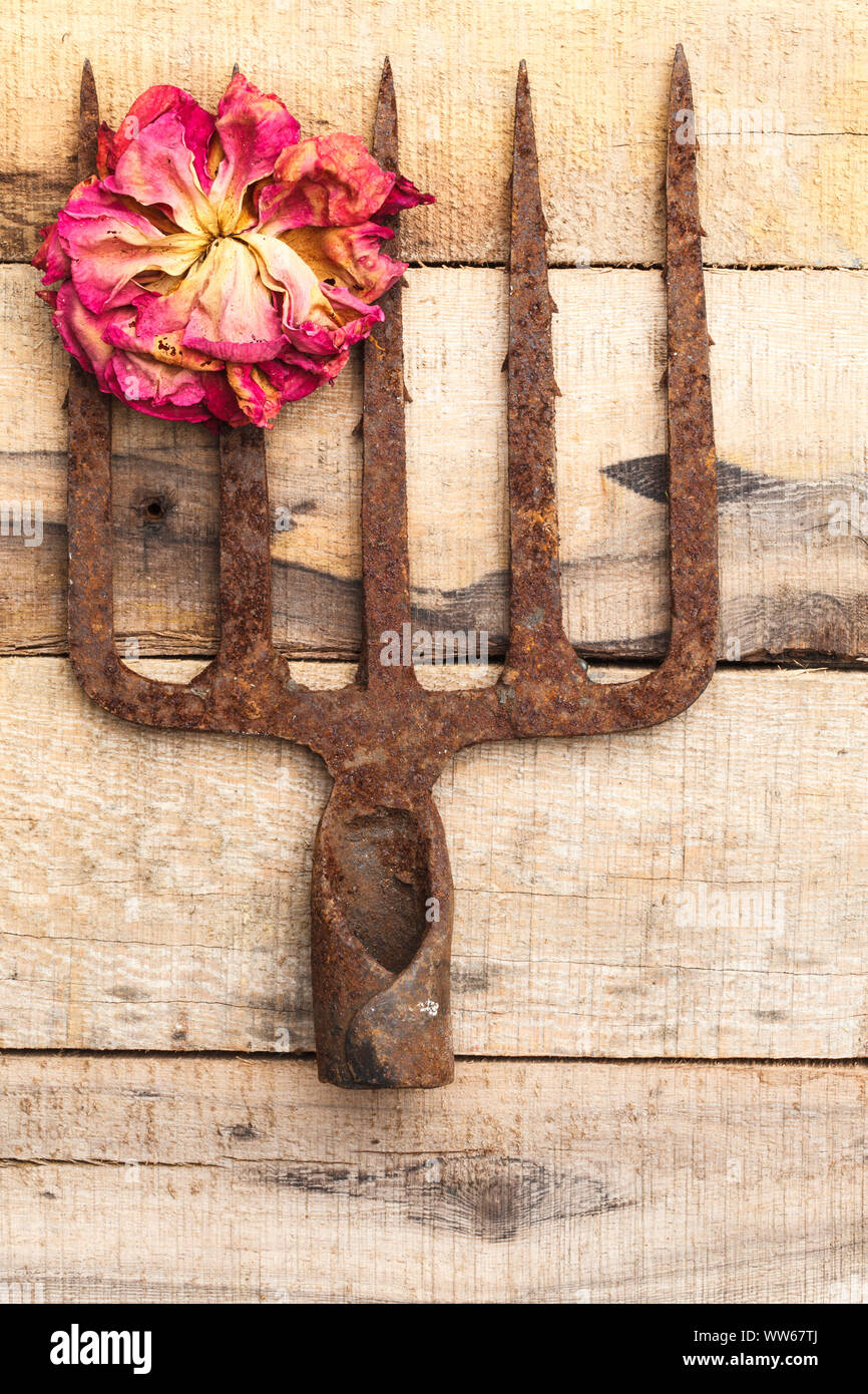 Vecchio arrugginito forcone con rose appassite sul terreno in legno Foto Stock