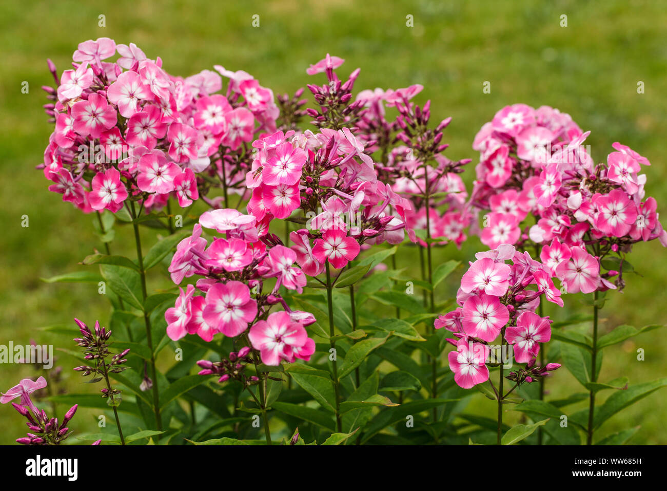 Phlox paniculata' gli occhi la luce rurale dolce William in un giardino, estate Foto Stock