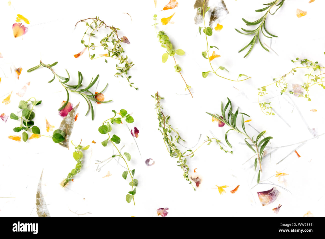 Le erbe di Provenza. Rosmarino, origano, timo e maggiorana, ripresa dall'alto su uno sfondo di foglie secche e petali Foto Stock