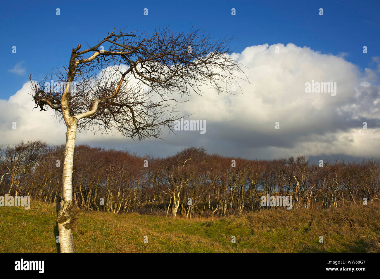 La Betulla (vento dodger) formata dal vento nelle dune dell'isola Norderney Foto Stock