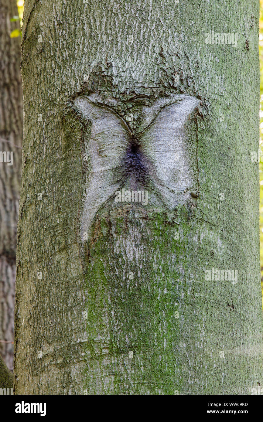 Butterfly pattern in un tronco Foto Stock