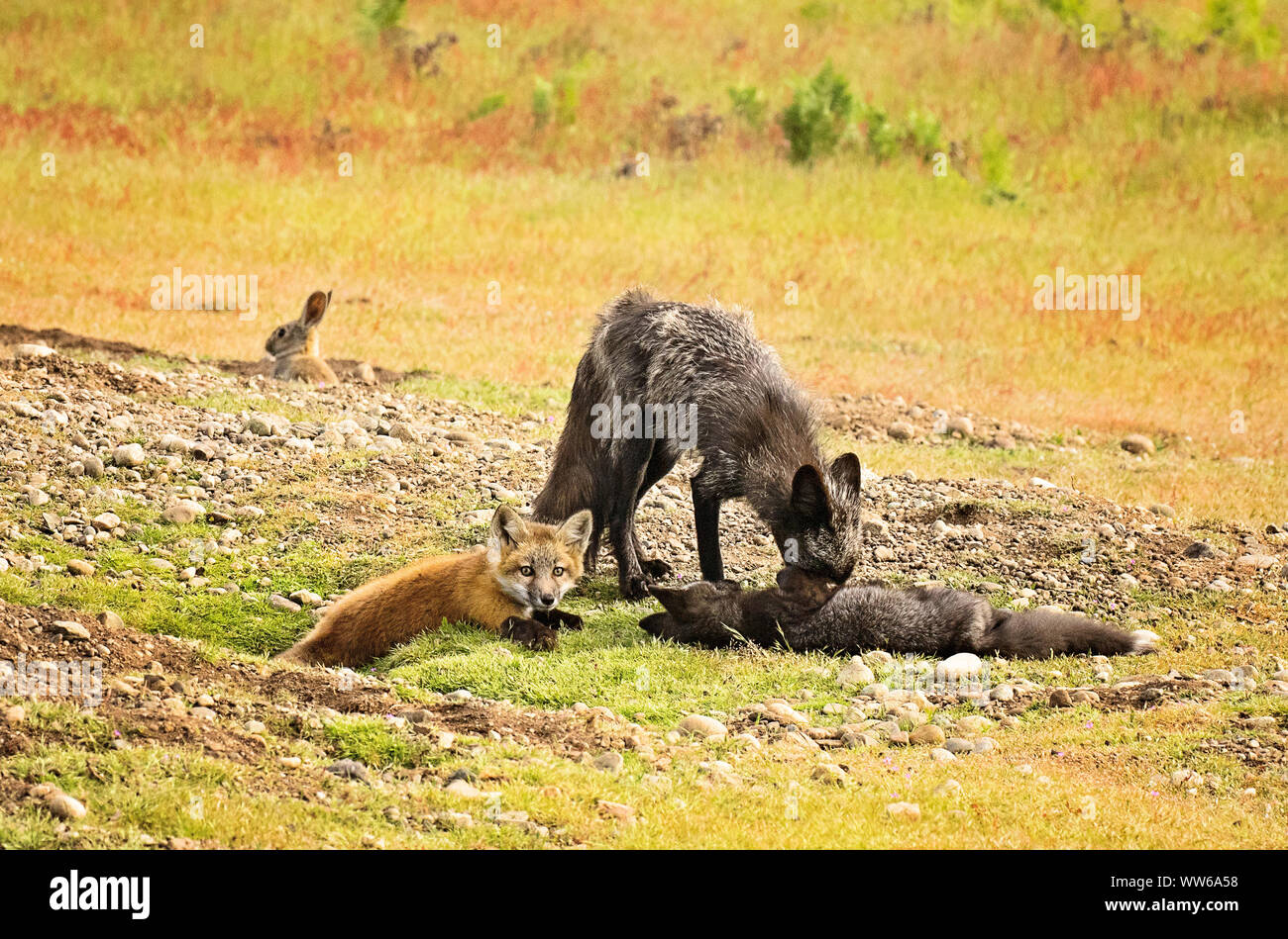 La volpe rossa che pranza e giocare nei campi e alla ricerca del loro prossimo pasto. La volpe del bambino impara dai loro genitori e attraverso il gioco significativo. Foto Stock