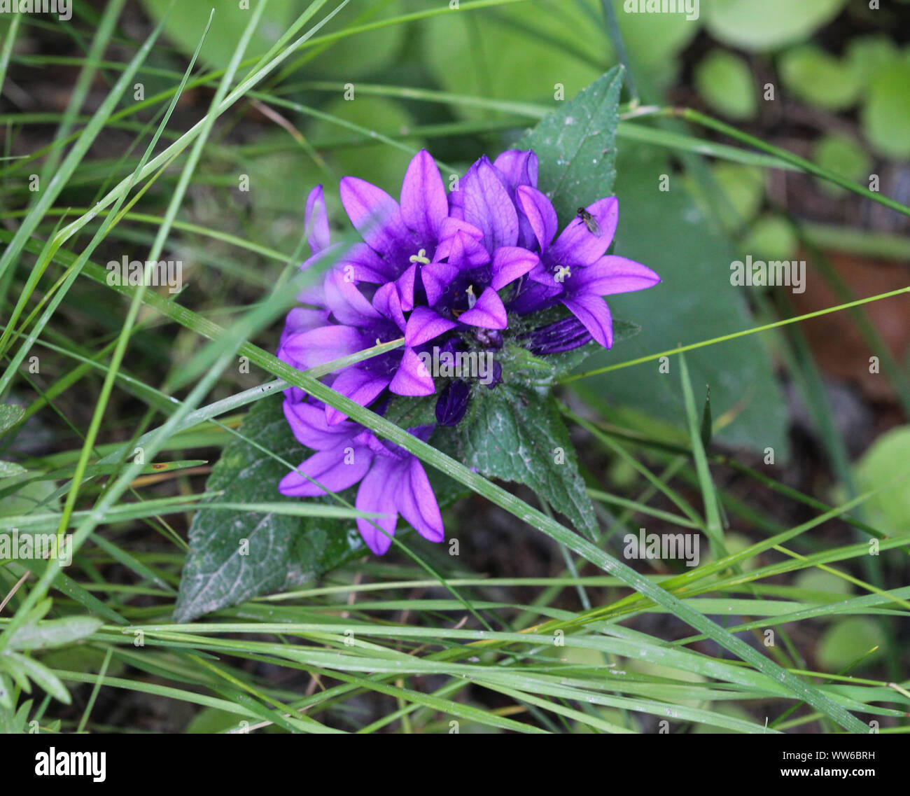 Close up di Campanula glomerata fiore, noti con i nomi comuni clustered campanula o Dane di sangue Foto Stock