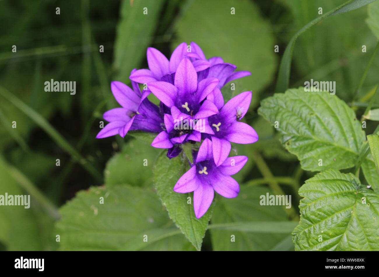 Close up di Campanula glomerata fiore, noti con i nomi comuni clustered campanula o Dane di sangue Foto Stock