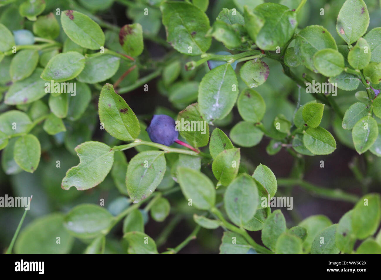 Chiusura del Vaccinium myrtillus arbusto, comune chiamato comunemente chiamato common mirtillo, wimberry, whortleberry blu, o di mirtillo europeo. Foto Stock