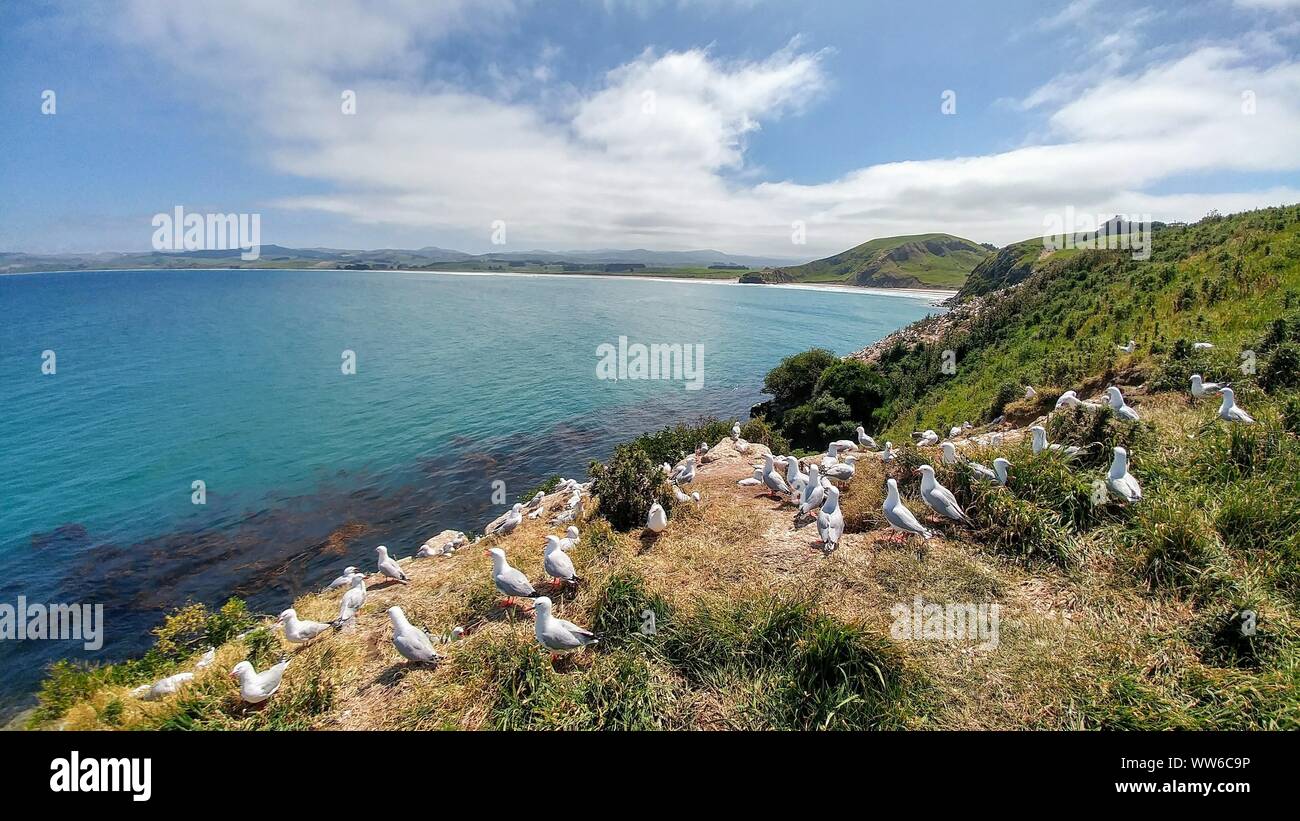 Gabbiani in zona costiera Katiki Historic Reserve, Nuova Zelanda Foto Stock