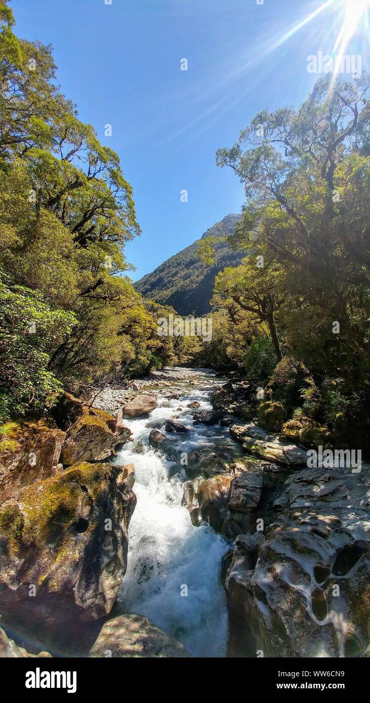 Fiume diventa una cascata nella foresta di Nuova Zelanda Foto Stock