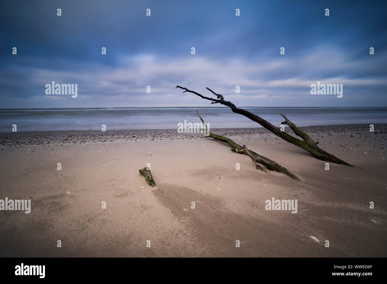 Mar Baltico alla luce della sera, alberi caduti sulla riva della spiaggia occidentale Foto Stock
