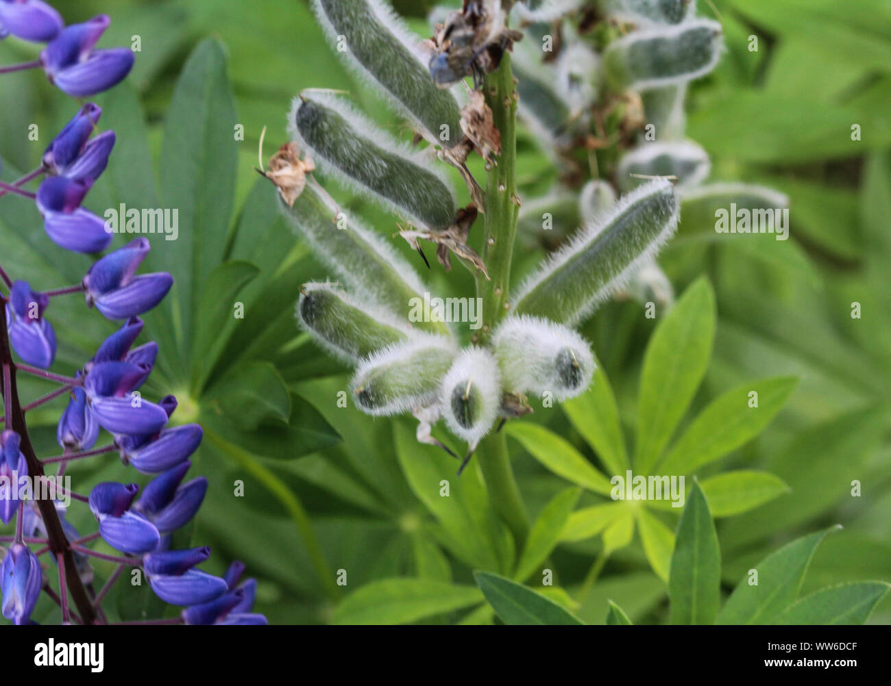 Close up di Lupinus polyphyllus fiore, noto come big-Lupino lasciarono molti-lasciato o lupino, giardino lupin Foto Stock