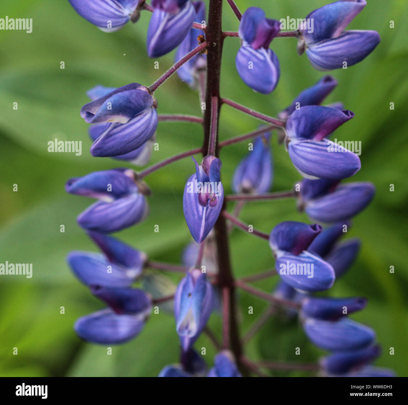 Close up di Lupinus polyphyllus fiore, noto come big-Lupino lasciarono molti-lasciato o lupino, giardino lupin Foto Stock