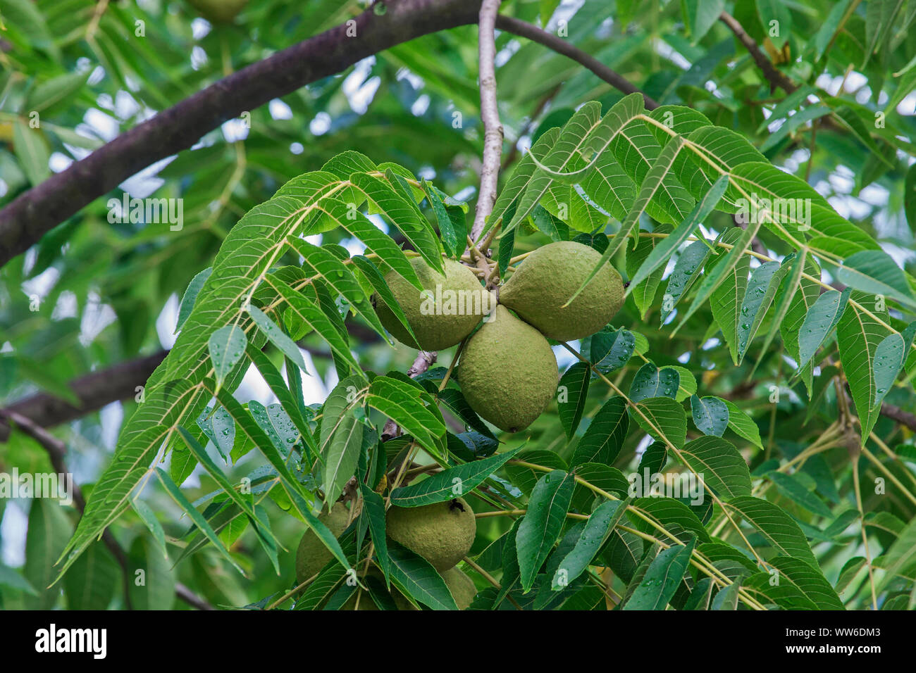 Orientale Noce Nero, Juglans nigra, frutta verde crescente all'aperto sull'albero. Foto Stock