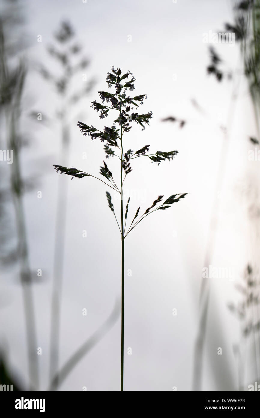 Erba fiori di bluegrass con il polline Foto Stock