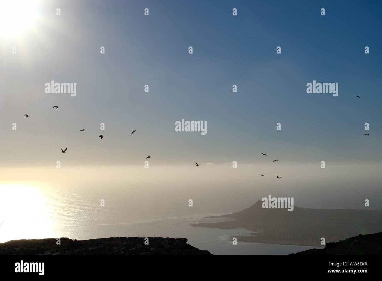 Gli uccelli volando sul litorale, Lanzarote, Isole Canarie, Spagna Foto Stock
