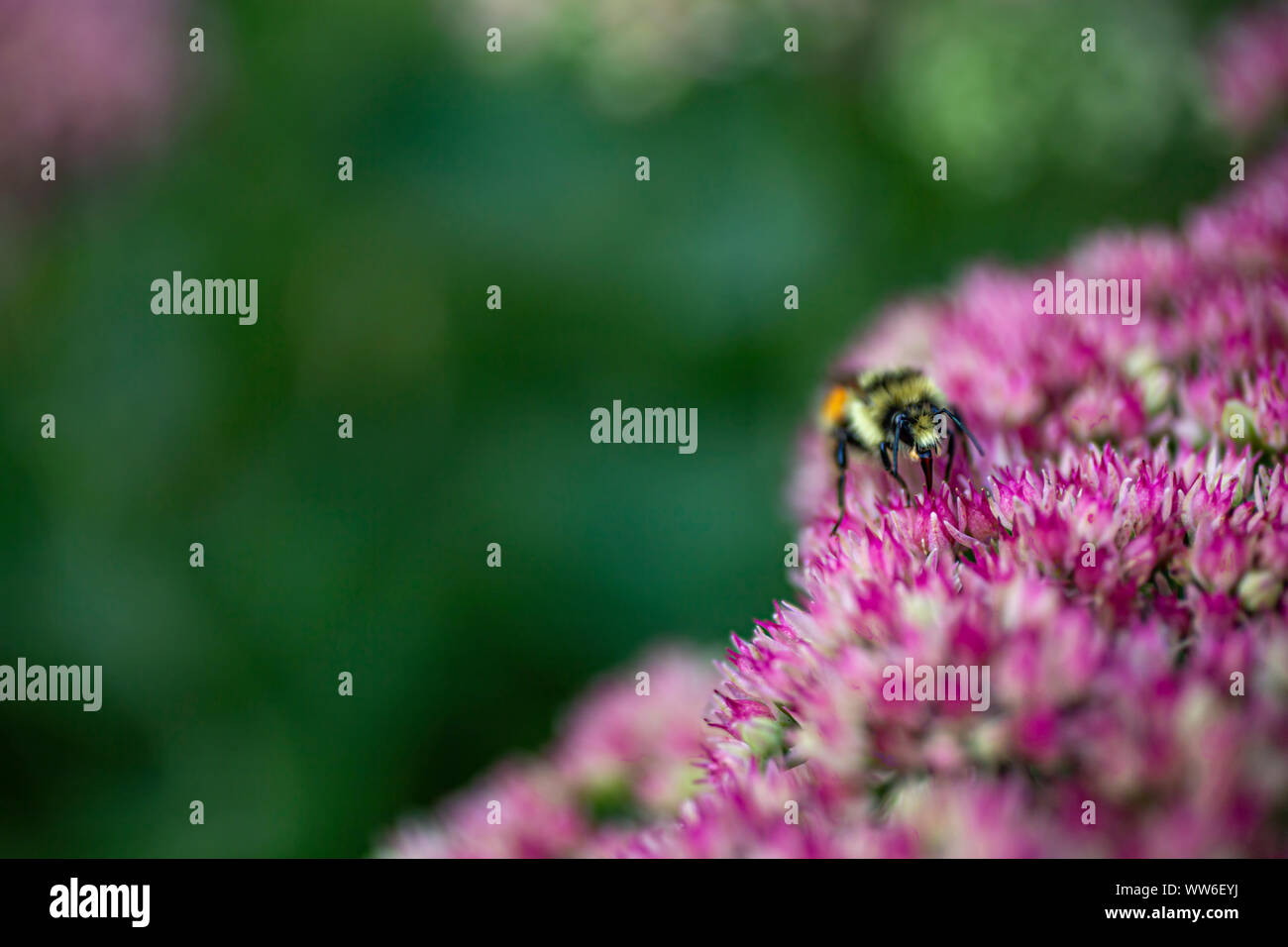 In via di estinzione Orange-Belted Bumblebee Foto Stock