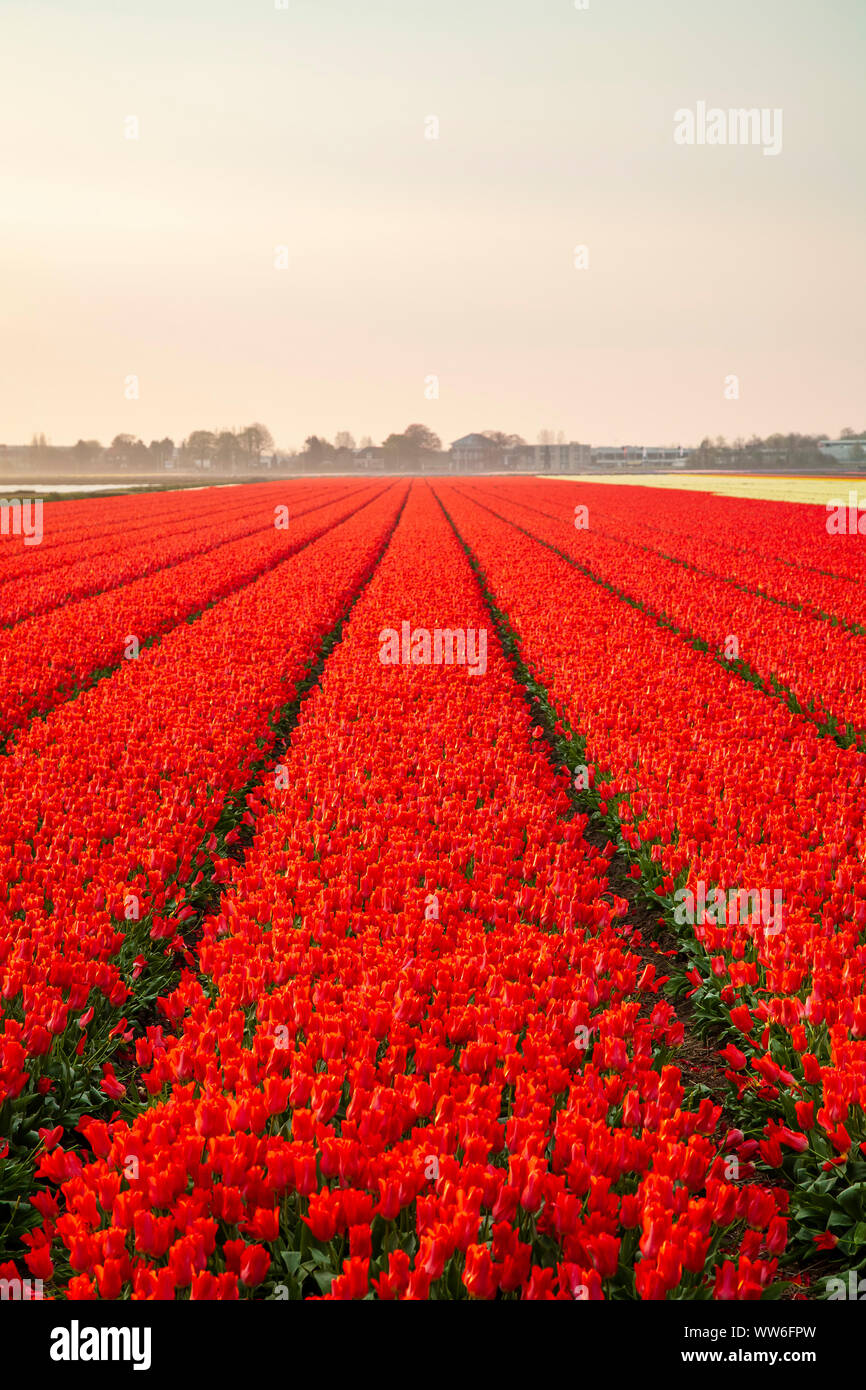 Commerciale campo di tulipani vicino a Lisse, Paesi Bassi Foto Stock