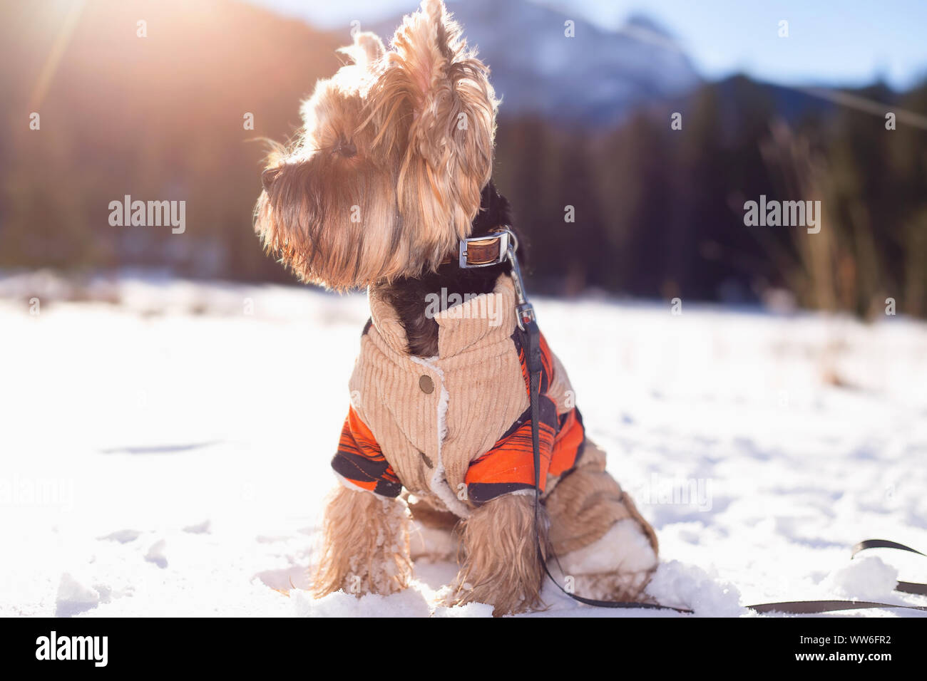 Yorkshire terrier seduta nella neve indossando tute. Cane Yorkshire terrier passeggiate nella neve. Cane in inverno. Foto Stock