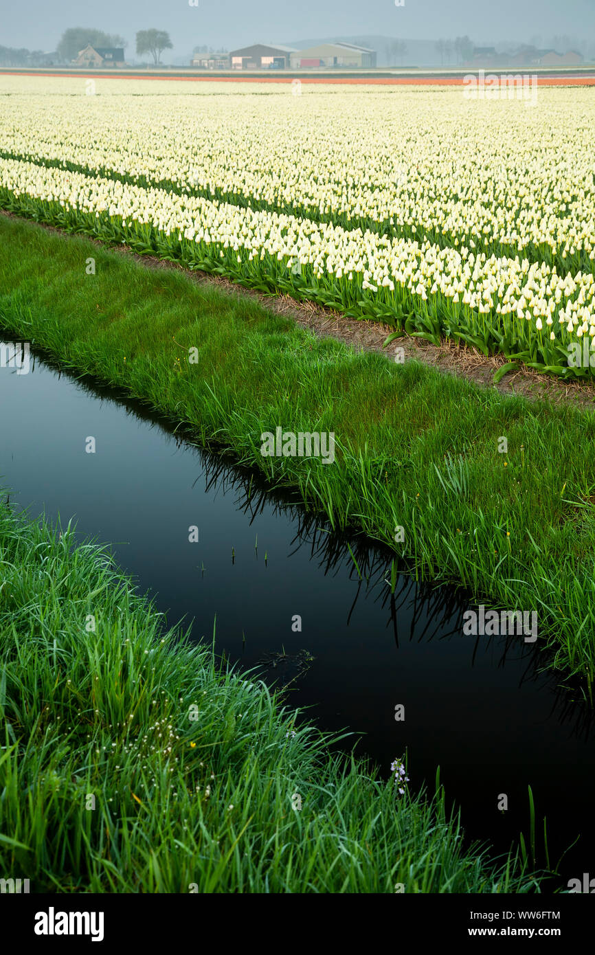 Canale di irrigazione e commerciale campo di tulipani vicino a Lisse, Paesi Bassi Foto Stock