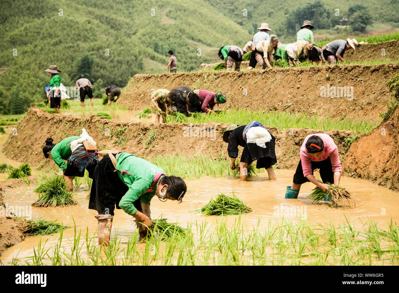 Raccolto in campi di riso del Vietnam Foto Stock