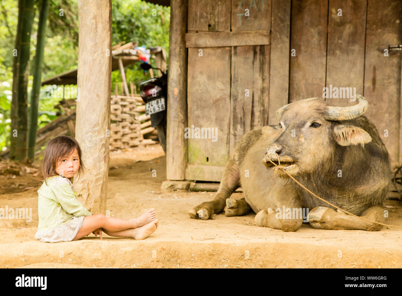 Il bambino si siede accanto a bufalo indiano di acqua in Sa Pa, nel Vietnam del nord Foto Stock