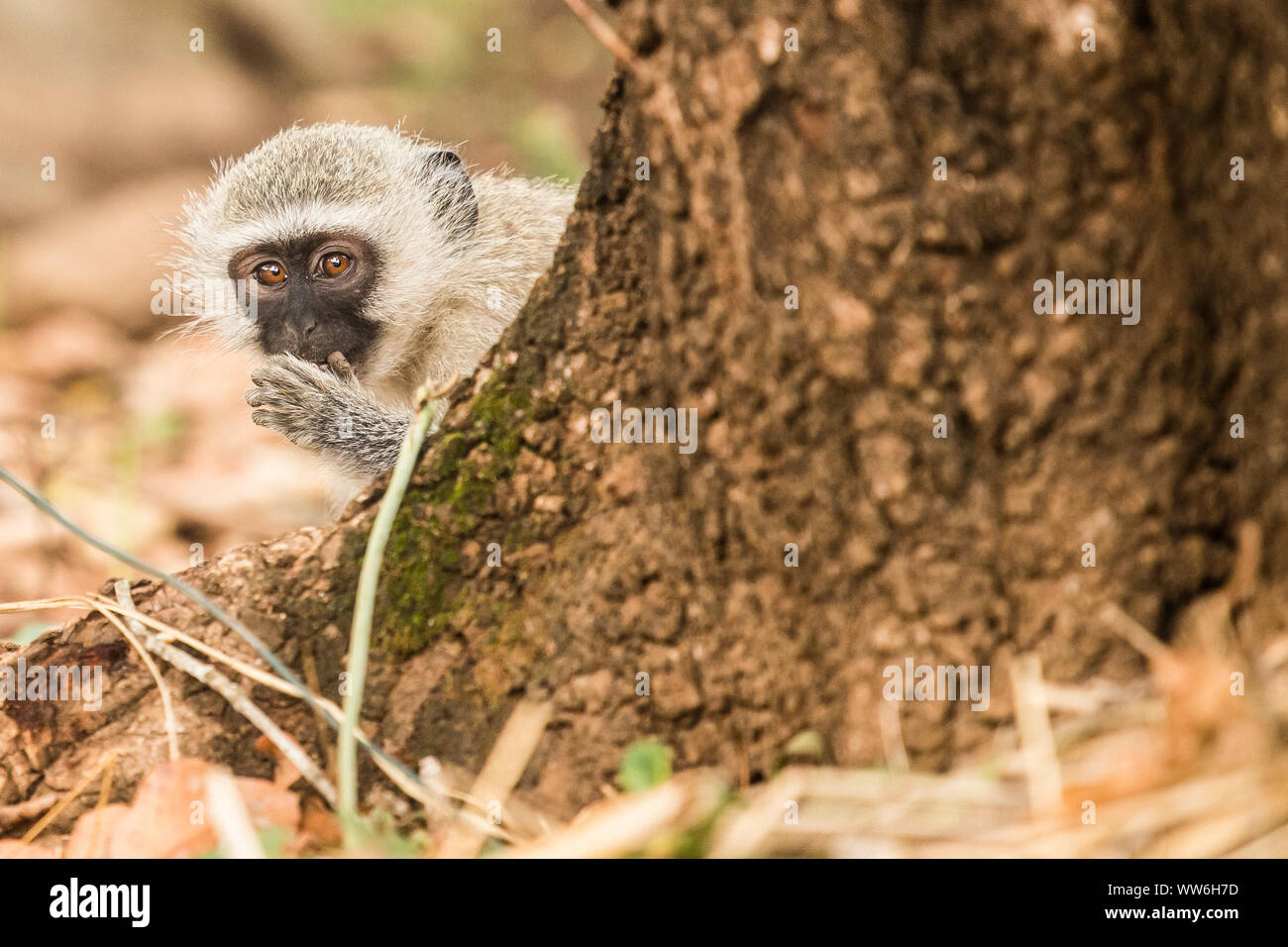 A sud di scimmia verde cat nella giungla di Swaziland Foto Stock