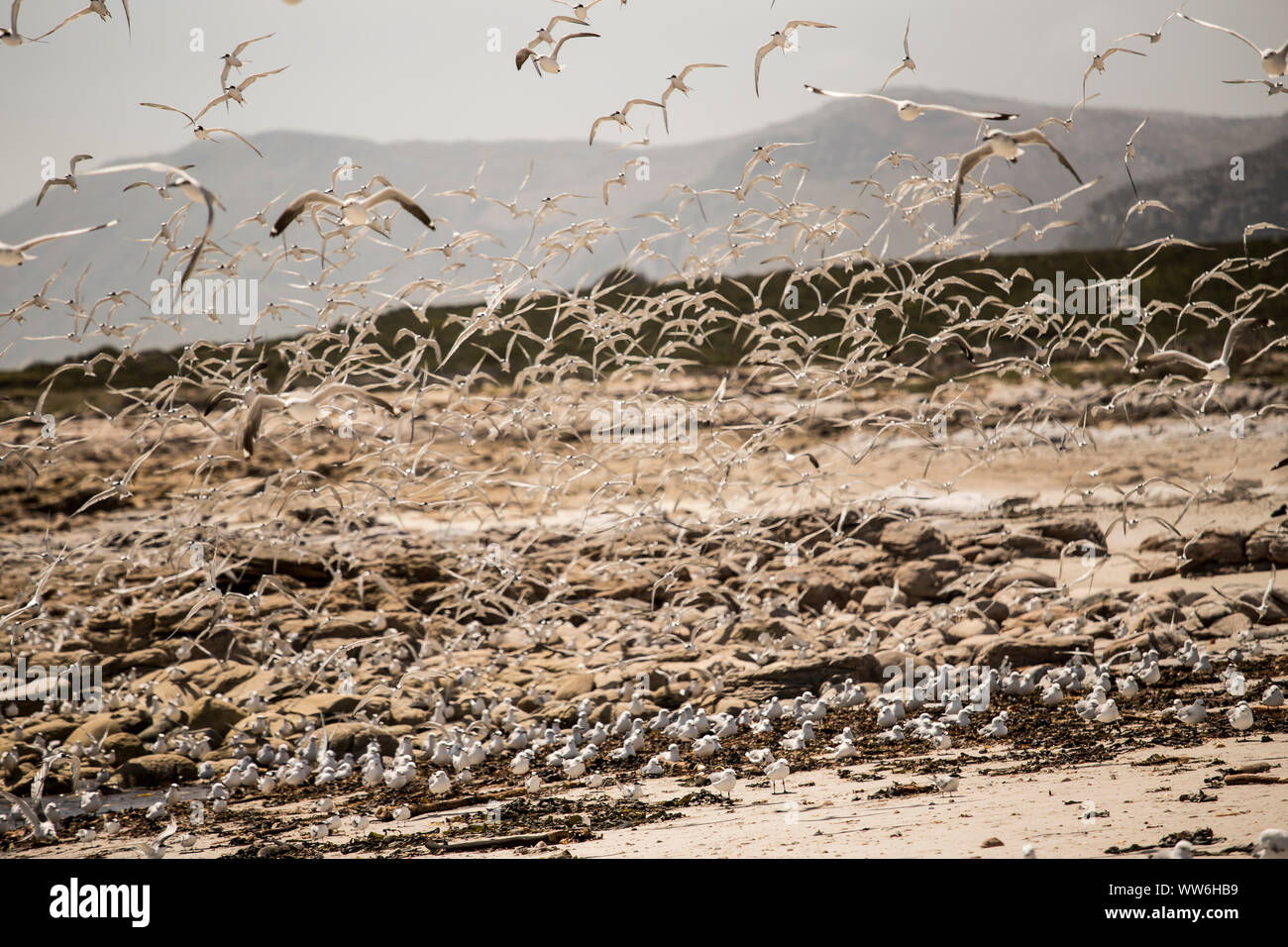 Stormo di uccelli sulla punta meridionale del Sud Africa Foto Stock