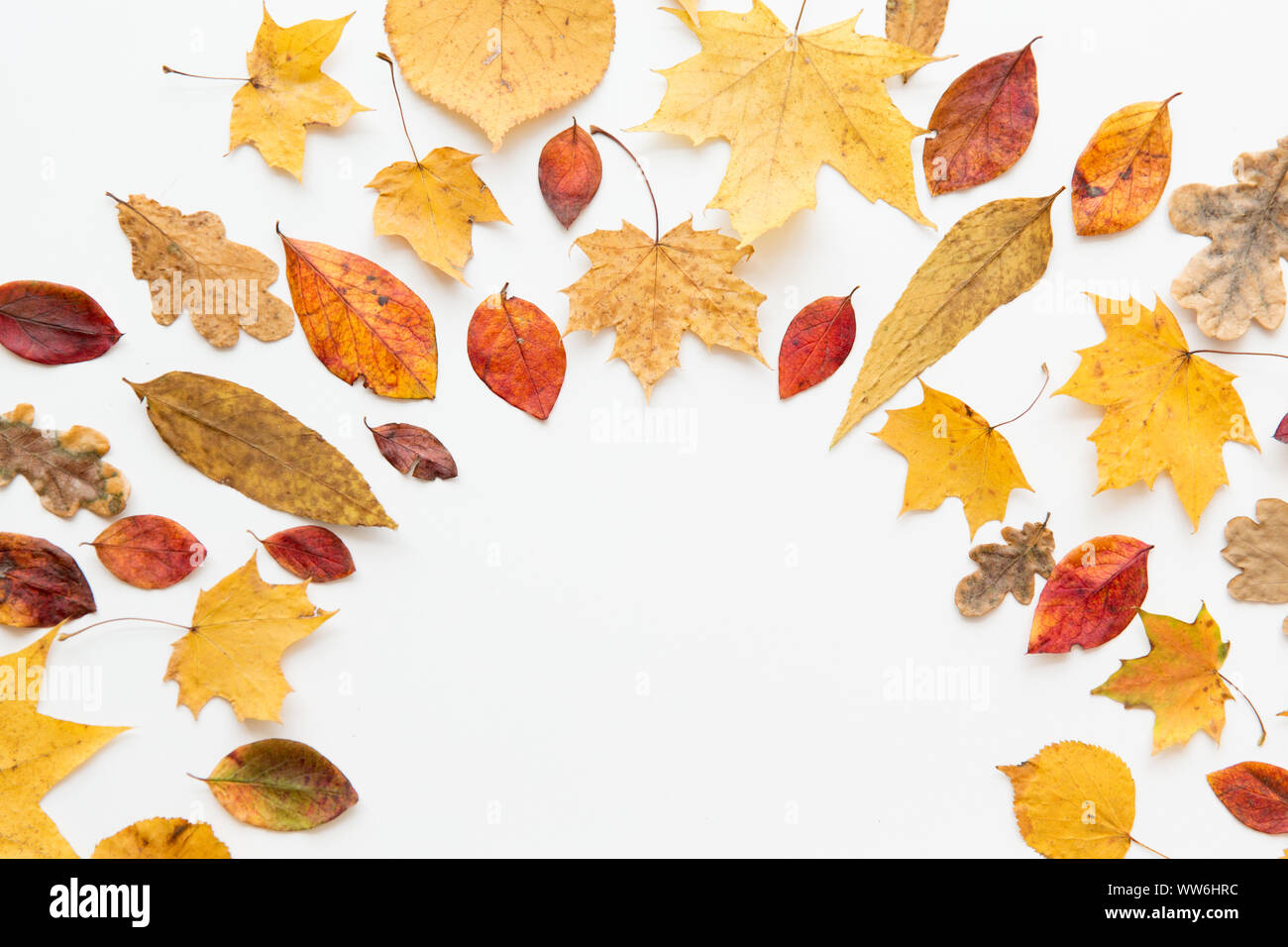Telaio dei diversi caduti a secco le foglie di autunno Foto Stock