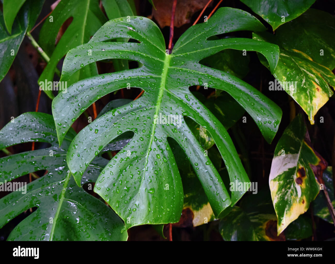 Monstera Deliciosa foglie con gocce di pioggia Foto stock - Alamy