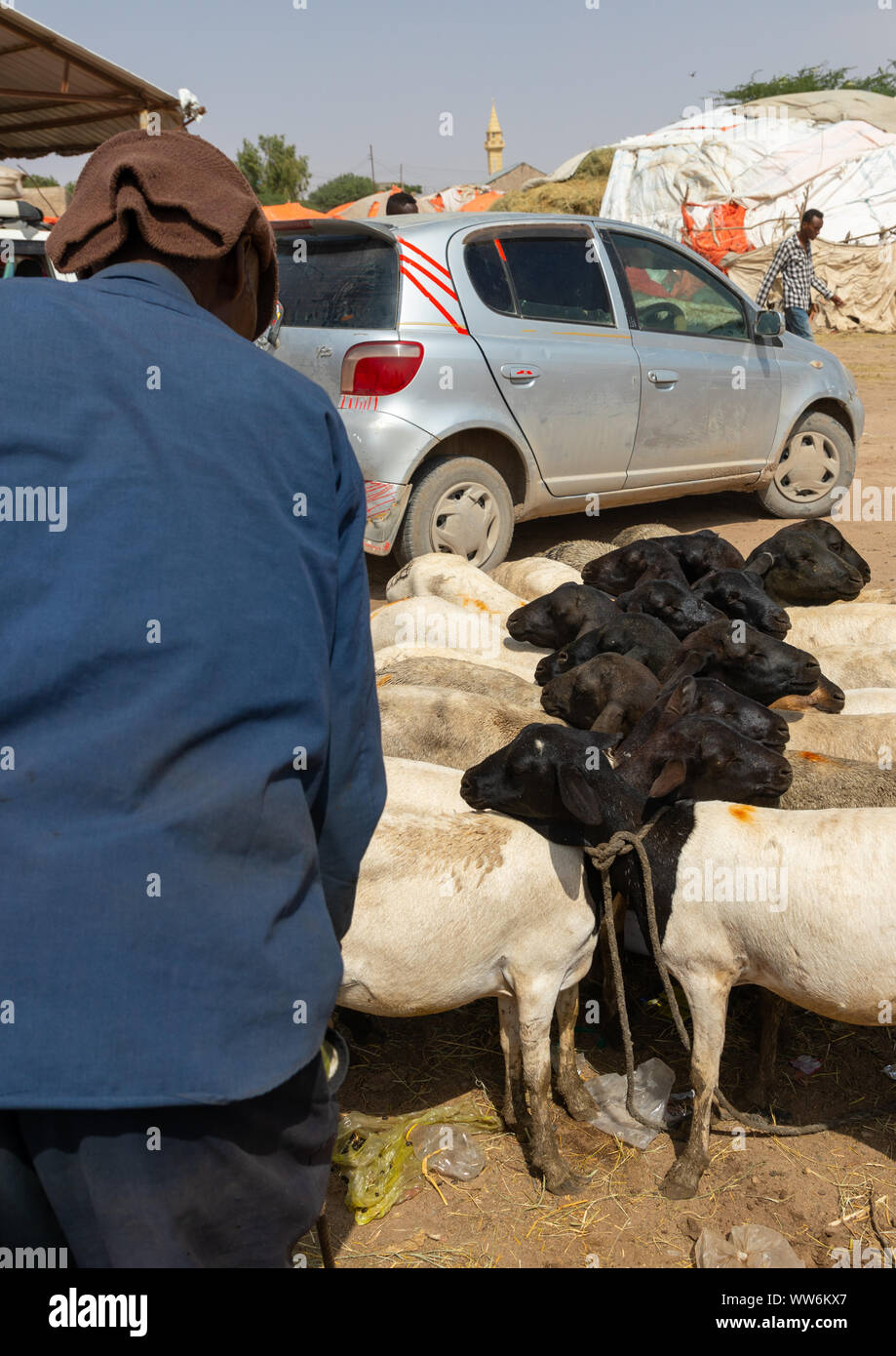 Uomo somali nel mercato degli ovini, Woqooyi Galbeed regione, Hargeisa, il Somaliland Foto Stock