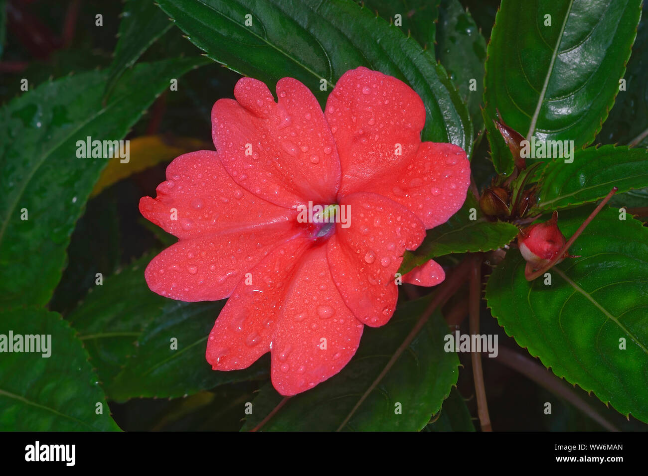 Nuova Guinea impatiens Impatiens hawkeri, Singolo colore pesca crescente fiore all'aperto. Foto Stock