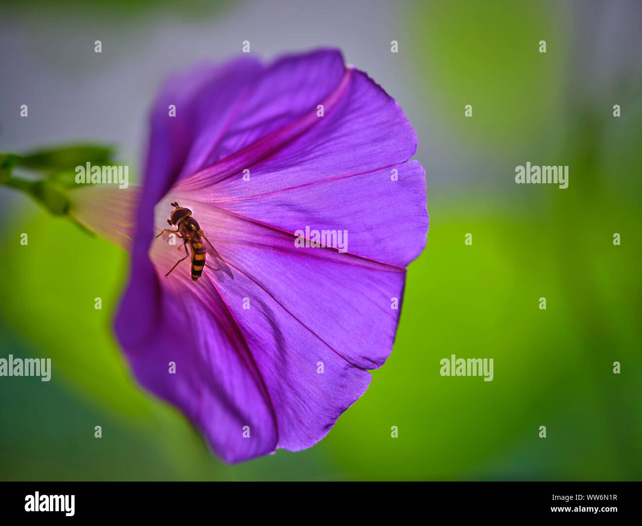 Bee impollinatori gloria di mattina Foto Stock