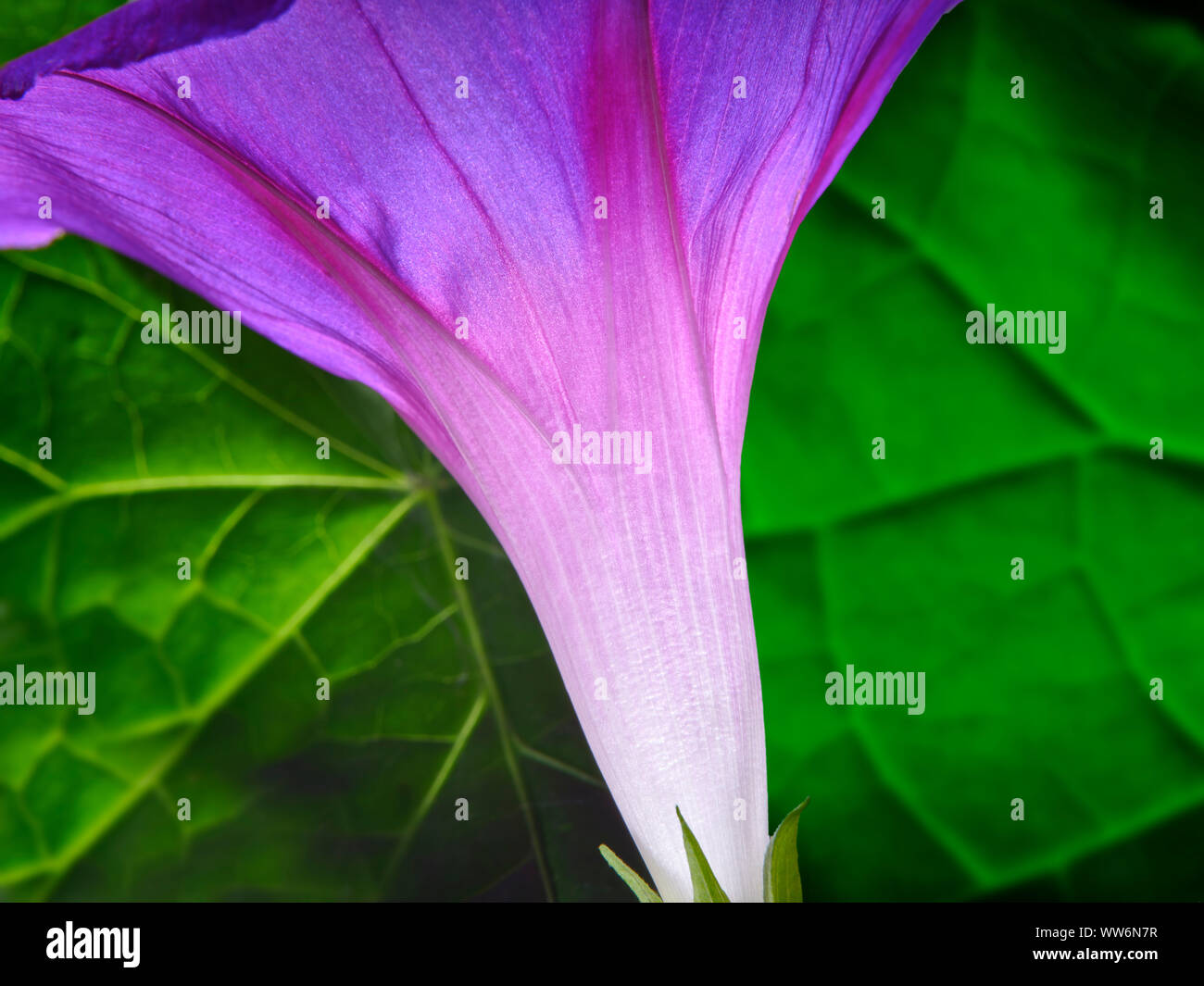 Gloria di mattina fiore dettaglio Foto Stock