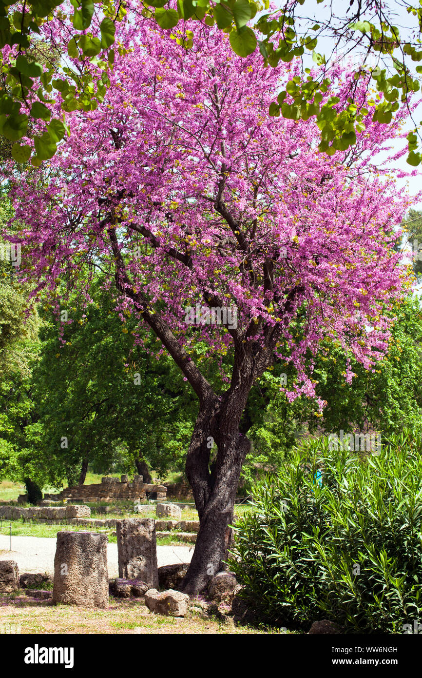 Fiori dell'albero di carrubo immagini e fotografie stock ad alta