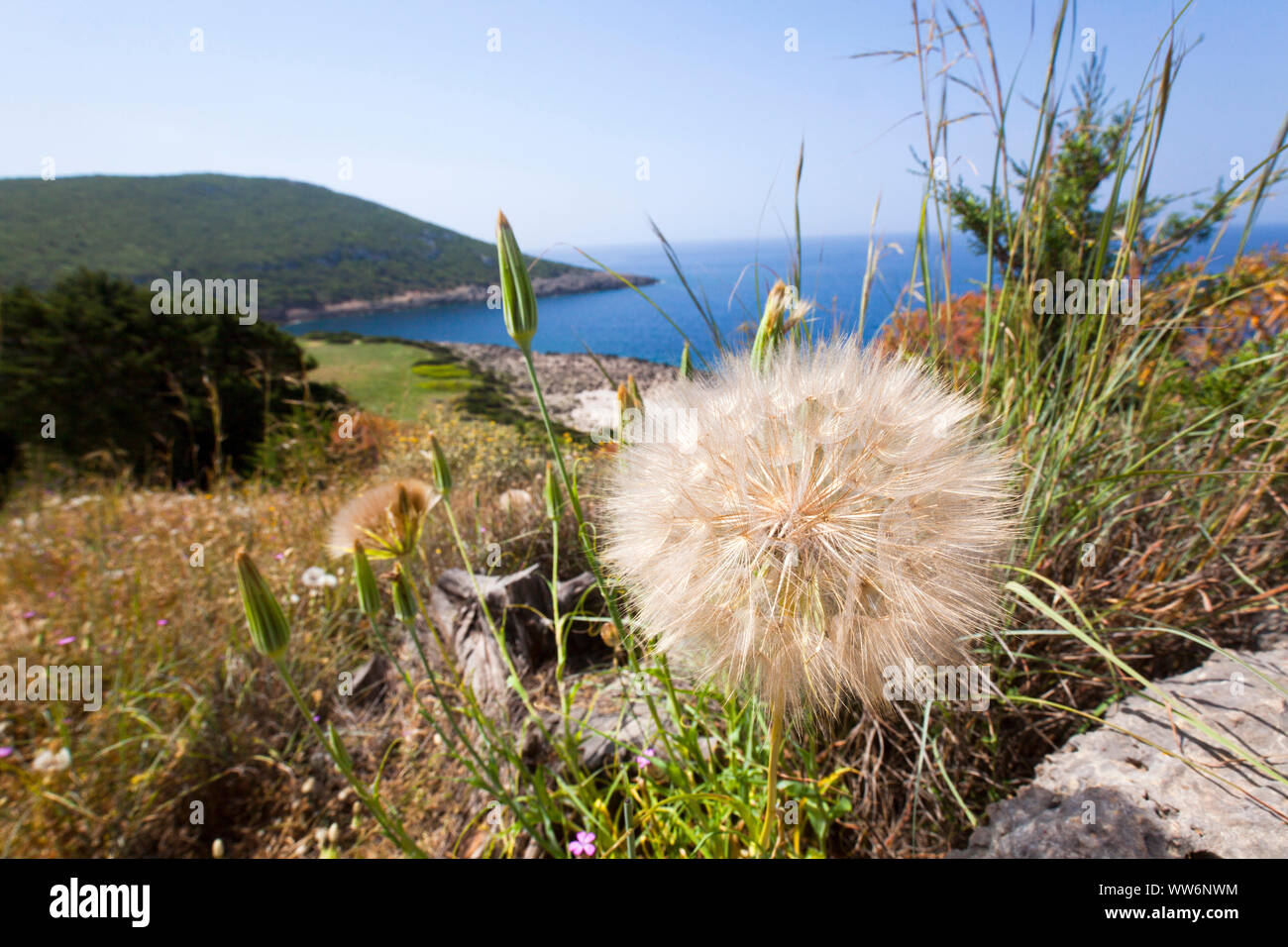 Piantina sferico nella parte anteriore del paesaggio in Grecia Foto Stock