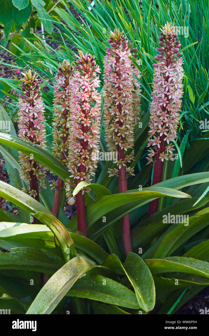 Fiore di ananas, Eucomis comosa bicolor, Malva fiori colorati crescente all'aperto. Foto Stock