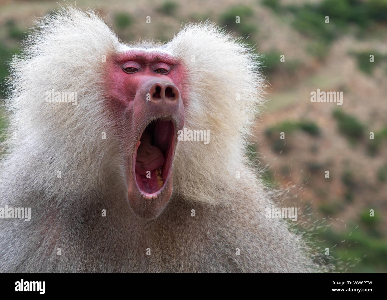 Hamadryas baboon papio hamadrya sbadigli, regione centrale di Asmara Eritrea Foto Stock