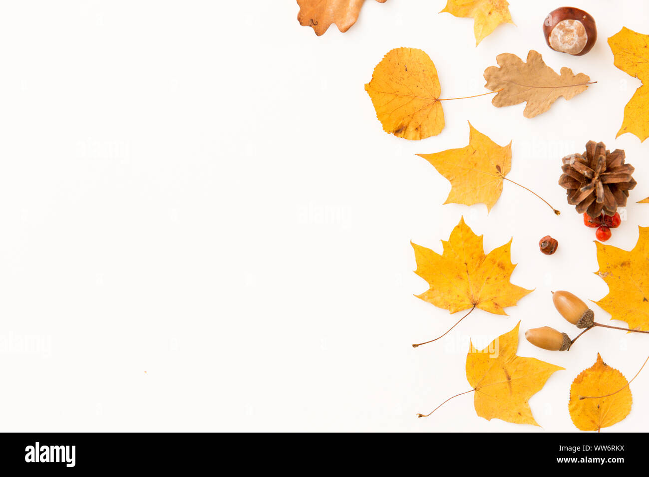 Asciugare le foglie di autunno, sorbe e pigne Foto Stock